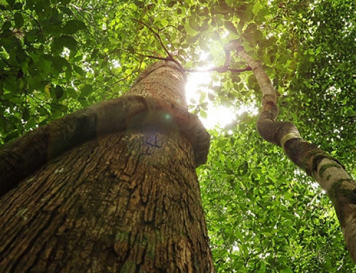NATURE IN SABAH