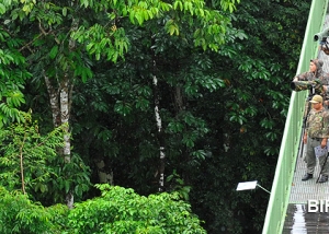 Rainforest Discovery Centre