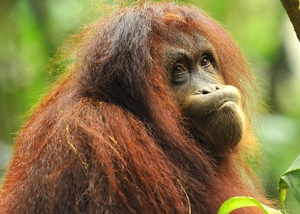 Sepilok Orangutan Rehabilitation