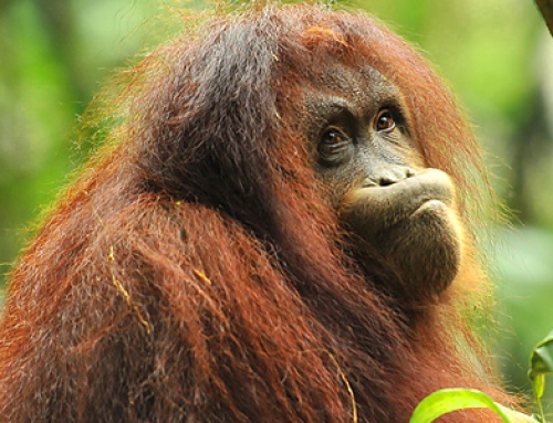 SEPILOK ORANGUTAN REHABILITATION CENTRE