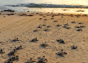 Turtle Island