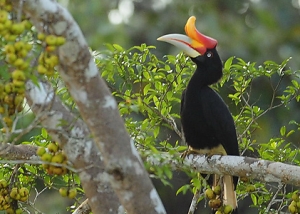 Sukau Wildlife Sanctuary