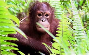 WILDLIFE IN SABAH