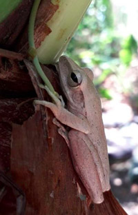 wildlife